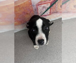 Mutt Dogs for adoption in San Bernardino, CA, USA