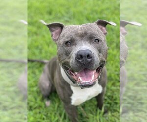 American Pit Bull Terrier Dogs for adoption in Virginia Beach, VA, USA