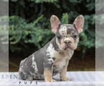 Small #2 French Bulldog