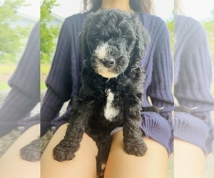 Sheepadoodle Puppy for Sale in SAINT AUGUSTINE, Florida USA