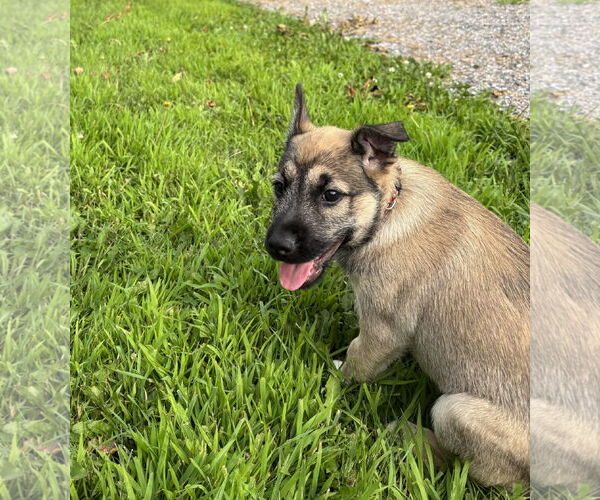 Medium Photo #3 Mutt Puppy For Sale in Brooklyn Center, MN, USA