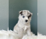 Small Photo #3 Pomsky Puppy For Sale in QUEEN CREEK, AZ, USA