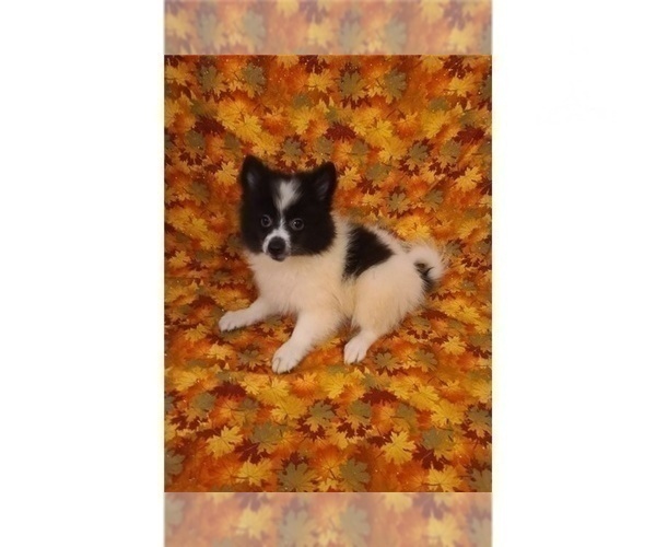 Medium Photo #3 American Eskimo Dog Puppy For Sale in CLARKSVILLE, TN, USA