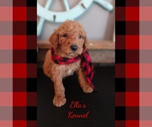 Poodle (Standard) Puppy for Sale in BRADFORDSVILLE, Kentucky USA