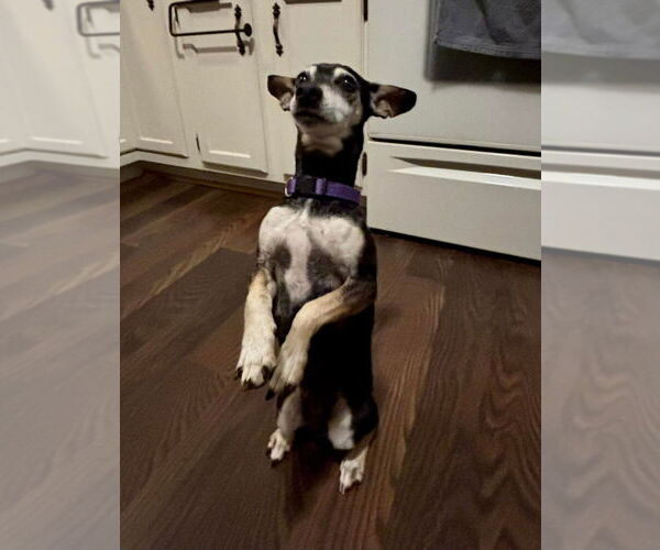 Medium Photo #1 Chihuahua-Unknown Mix Puppy For Sale in Aurora, IN, USA