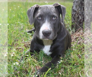 Mutt Dogs for adoption in Canton, CT, USA