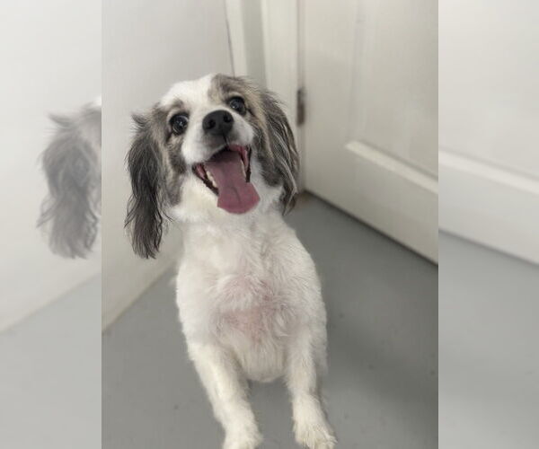 Medium Photo #4 Papshund Puppy For Sale in Studio City, CA, USA