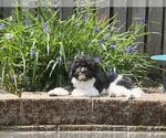 Small Photo #1 Aussiedoodle Toy Puppy For Sale in RIDGEFIELD, WA, USA
