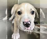 Small #3 Labrador Retriever Mix
