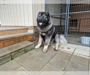 Father of the Caucasian Shepherd Dog puppies born on 02/27/2026