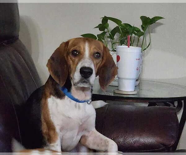 Medium Photo #4 Beagle Puppy For Sale in Tampa, FL, USA