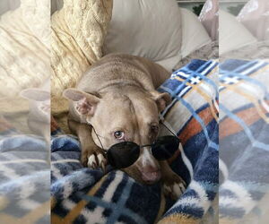 Mindy (TN) - Female Mutt Dog for Adoption - Photo #5