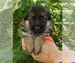 Puppy Orange Puppy German Shepherd Dog