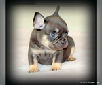 Small #3 French Bulldog