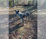 Small #3 Great Dane Mix