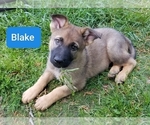 Small Photo #3 German Shepherd Dog Puppy For Sale in ASHEBORO, NC, USA