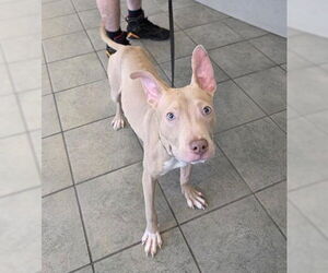 American Pit Bull Terrier-Unknown Mix Dogs for adoption in San Antonio, TX, USA