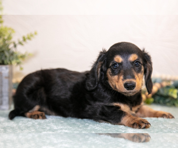 Medium Photo #2 Dachshund Puppy For Sale in NAPPANEE, IN, USA