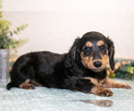 Small #1 Dachshund