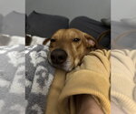 Small #1 Mountain Cur Mix