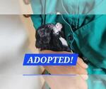 Puppy ADOPTED Dexter Maltipoo