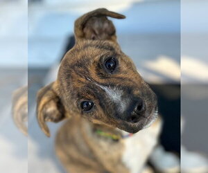 Mutt Dogs for adoption in Canton, CT, USA