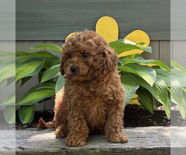 Medium Photo #2 Cavapoo (Miniature) Puppy For Sale in PARADISE, PA, USA