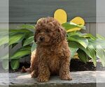 Small #1 Cavapoo (Miniature)