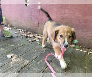 English Shepherd Puppy for sale in SCHUYLERVILLE, NY, USA