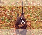 Small Photo #16 Olde English Bulldogge Puppy For Sale in KANSAS CITY, MO, USA