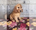 Small #12 Goldendoodle mix (+ Poodle Miniature)