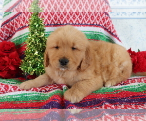 Golden Retriever Puppy for sale in SHILOH, OH, USA
