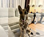 Small Photo #1 German Shepherd Dog Puppy For Sale in Mt. Airy, MD, USA
