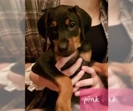 Small Photo #8 Doberman Pinscher Puppy For Sale in SPRINGFIELD, IL, USA