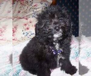 Poodle (Standard) Puppy for sale in EVANSVILLE, IN, USA