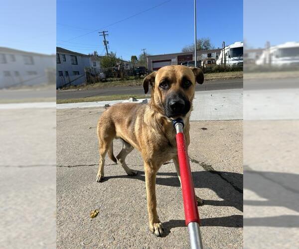 Medium Photo #1 Black Mouth Cur-Unknown Mix Puppy For Sale in Oklahoma City, OK, USA