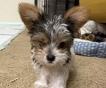 Small #2 Yorkshire Terrier