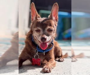 Yogi - Male Chihuahua Dog for Adoption - Photo #4