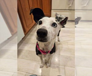 Unknown-Whippet Mix Dogs for adoption in Boston, MA, USA