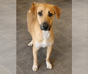 Black Mouth Cur-Unknown Mix Dogs for adoption in Fairfax, VA, USA