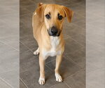 Small Black Mouth Cur Mix