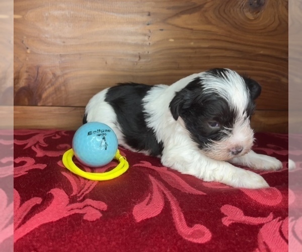 Medium Photo #5 Schnauzer (Miniature) Puppy For Sale in BIG CABIN, OK, USA