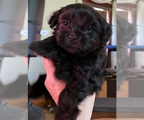 Medium Photo #4 ShihPoo Puppy For Sale in BAYPORT, MN, USA