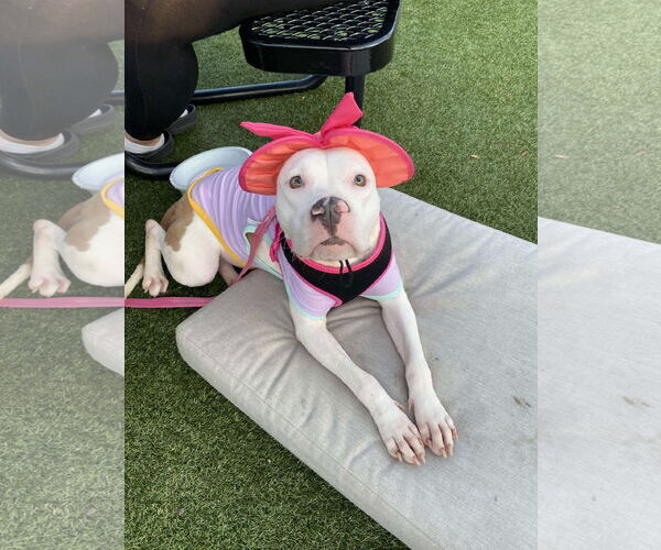 Medium Photo #5 American Pit Bull Terrier-Unknown Mix Puppy For Sale in Germantown, OH, USA