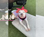 Small #4 American Pit Bull Terrier Mix