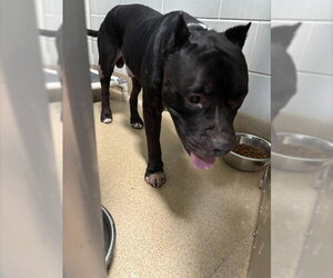American Staffordshire Terrier-Unknown Mix Dogs for adoption in Grand Prairie, TX, USA