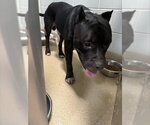 Small American Staffordshire Terrier Mix