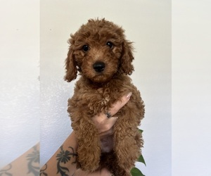 Cavapoo Puppy for sale in MURRIETA, CA, USA