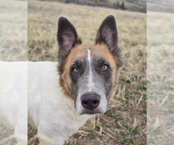 Medium Photo #2 Mutt Puppy For Sale in Lakewood, CO, USA