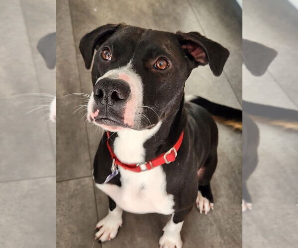 Medium Photo #12 Mutt Puppy For Sale in Oak Bluffs, MA, USA